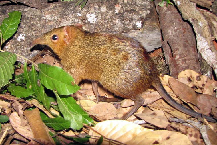 Checkered sengi (Rhynchocyon cirnei)