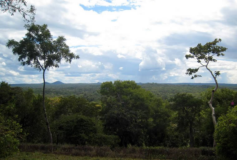 Lowland forest Pemba, Mozambique